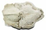 Fossil Oreodont (Leptauchenia) Partial Skull - South Dakota #355967-4
